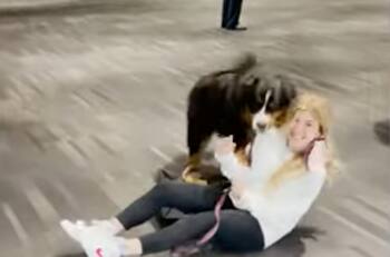 La conexión entre humana y perrita: can abrazó y se lanzó encima de su dueña tras reencontrarse con ella después de un mes