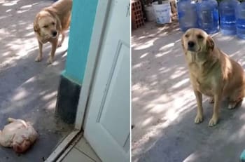 VIDEO | Una tierna perrita robó un pollo para su dueña y la conmovedora escena se hizo viral en TikTok