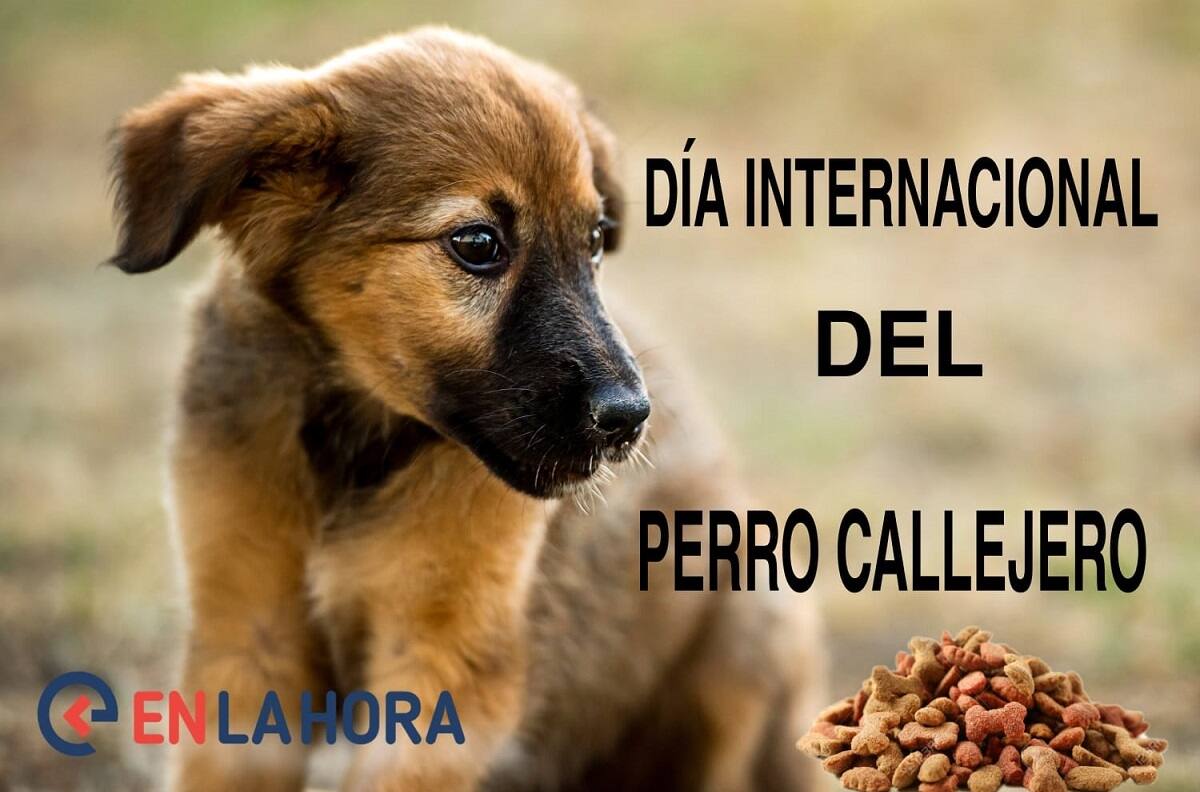 Día del Perro Callejero: ¿Cómo ayudarlos?