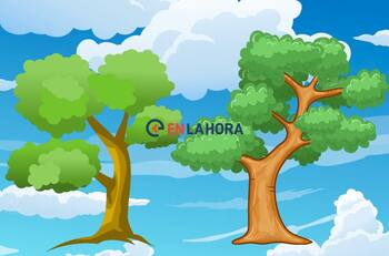 Elige un árbol y descubre qué es lo que más valoran de ti tus amigos en este test de personalidad