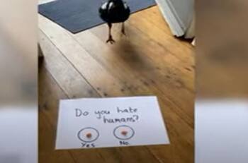 VIDEO: ¿Odias a los humanos? Urraca le responde a un hombre a través de un divertido sistema