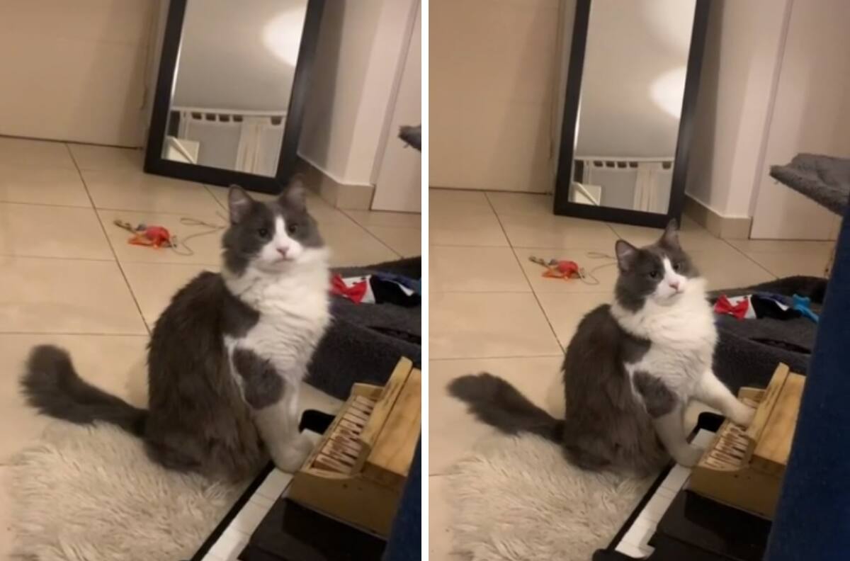 VIDEO| Gatito que toca el piano se hace viral