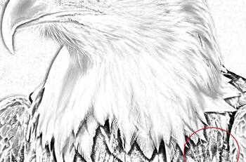 Acertijo visual: Descubre el rostro del hombre en el Águila en tan sólo 15 segundos