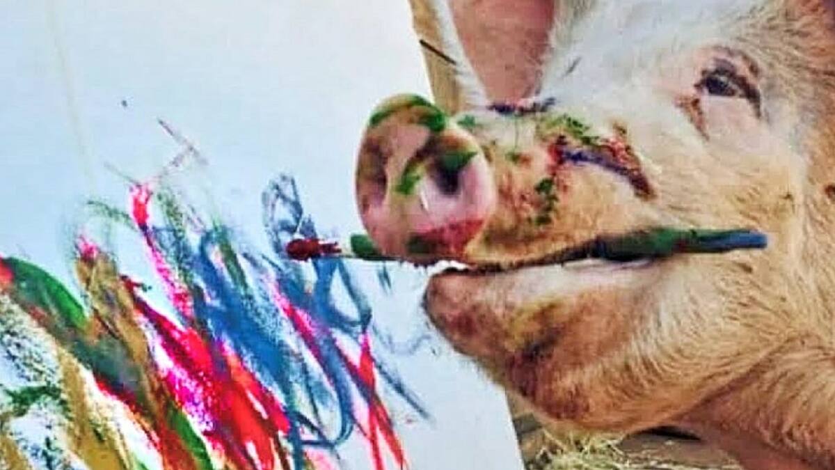 Cerdita Pigcasso: la famosa puerquita que pinta para recaudar dinero para un refugio animal