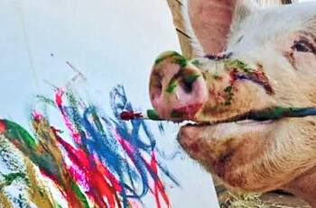 Cerdita Pigcasso: la famosa puerquita que pinta para recaudar dinero para un refugio animal