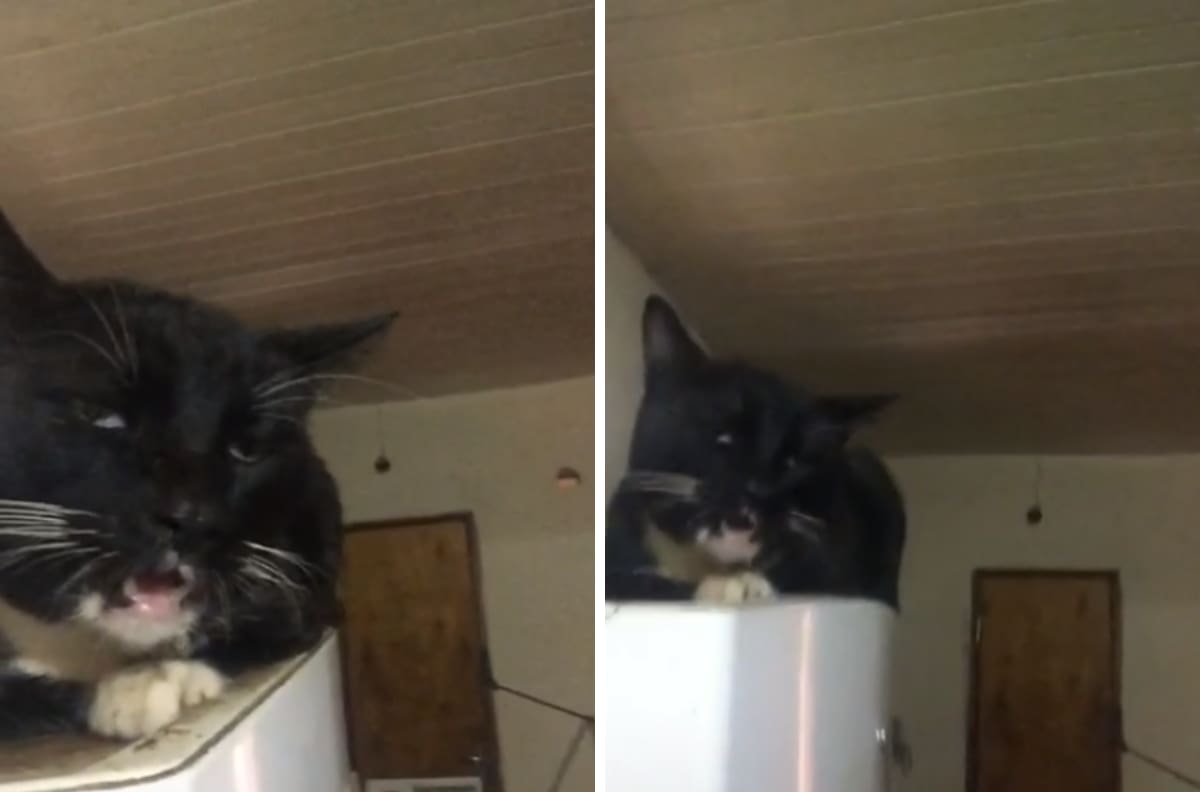VIDEO| Gato come brownie mágico y su reacción se hace viral