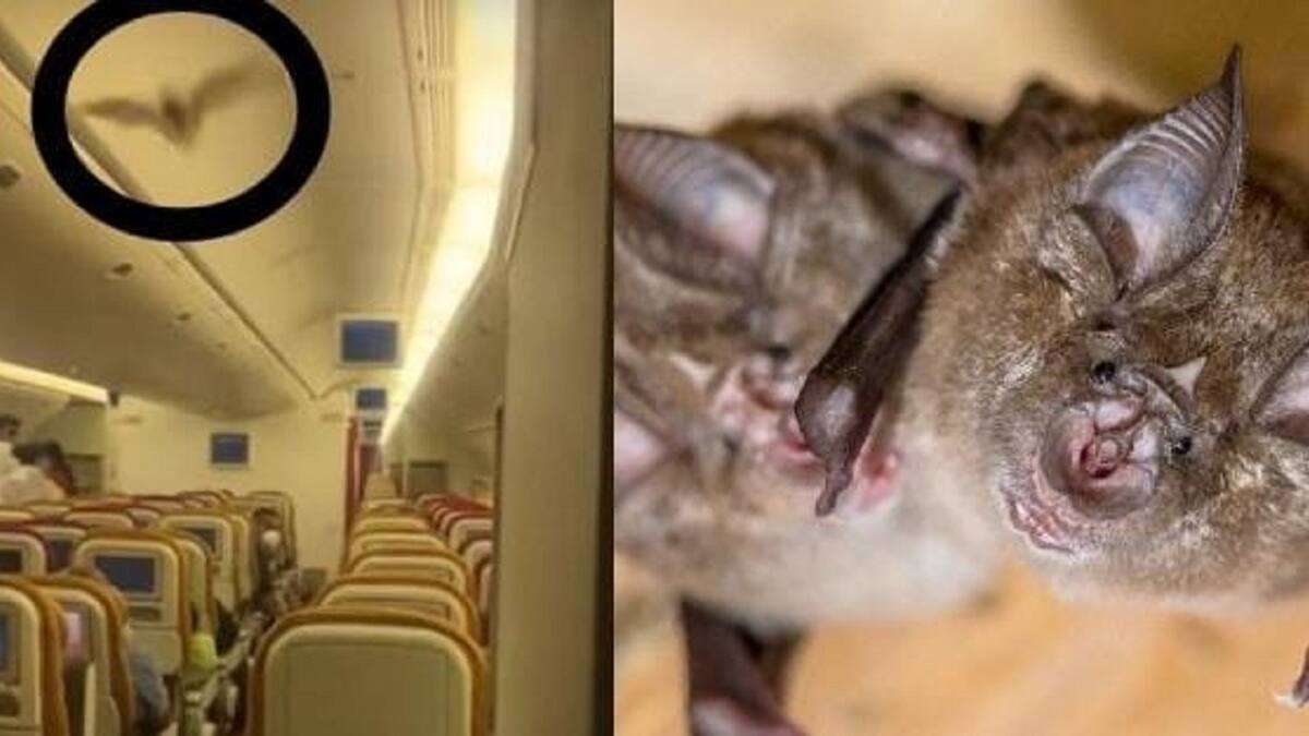 VIDEO| Pánico en el aire: avión aterrizó de emergencia en India por murciélago que iba a bordo