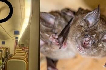 VIDEO| Pánico en el aire: avión aterrizó de emergencia en India por murciélago que iba a bordo