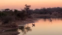 Video: Antílope se salva de jauría de perros y de cocodrilos; se hace viral