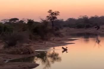 Video: Antílope se salva de jauría de perros y de cocodrilos; se hace viral