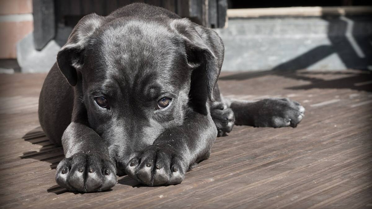 ¡Indignante! Hombre amarró a perritos en defensa del auto y los arrastró varios metros