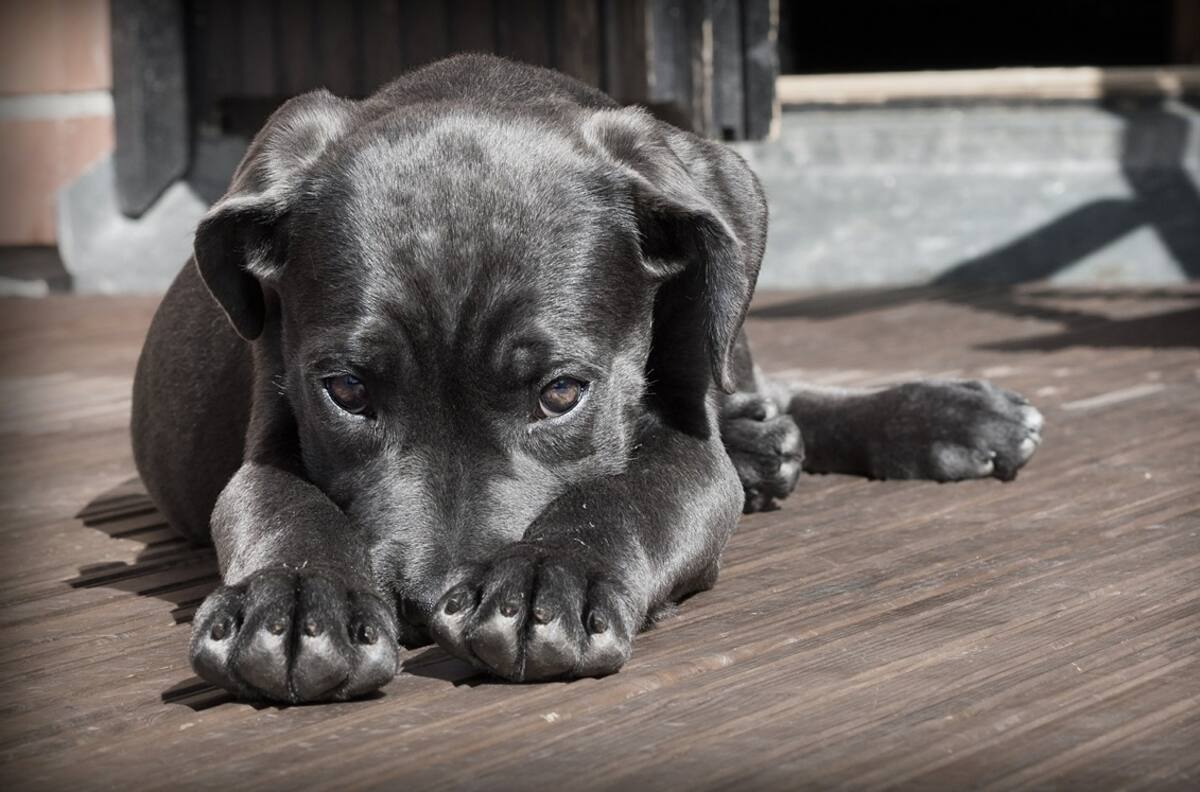 ¡Indignante! Hombre amarró a perritos en defensa del auto y los arrastró varios metros