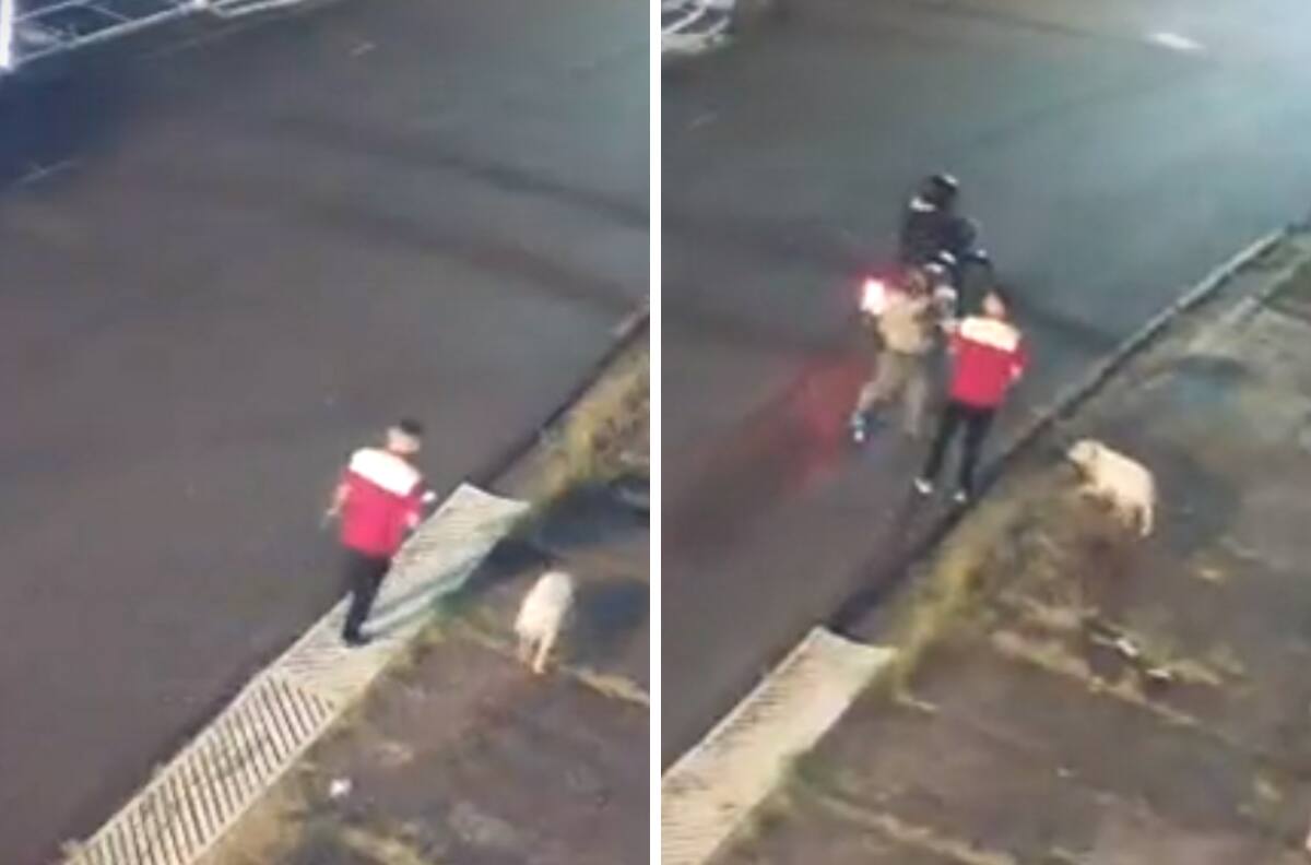 Perrito frustra asalto, recibe un balazo y se hace viral| VIDEO