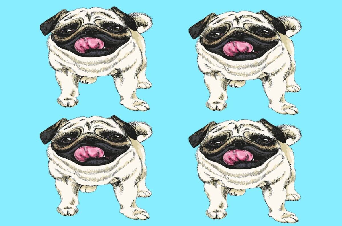 Acertijo visual: ¿Cuál de estos perritos es distinto a los otros?