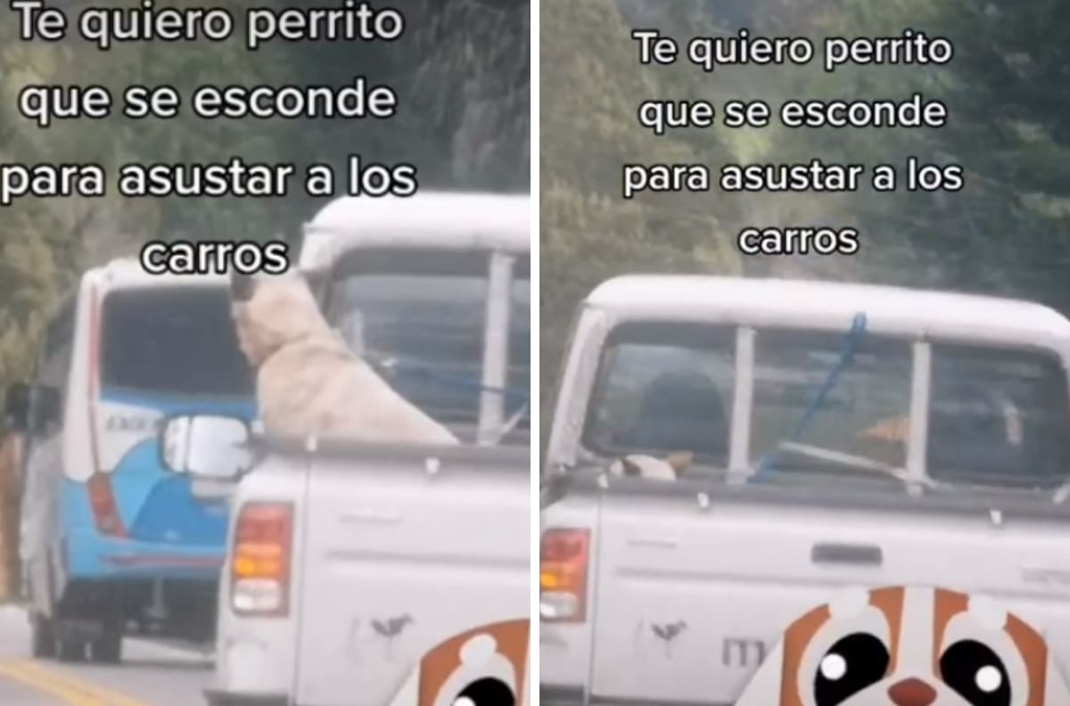 VIDEO| Perrito se esconde para asustar a conductores y se hace viral