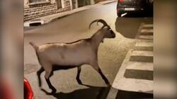 VIDEO | Captan a tres leones sueltos en medio de las protestas en Francia