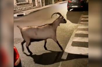 VIDEO | Captan a tres leones sueltos en medio de las protestas en Francia