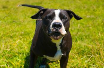 Madre murió de un infarto tras ver a un pitbull perseguir a su hijo de 5 años