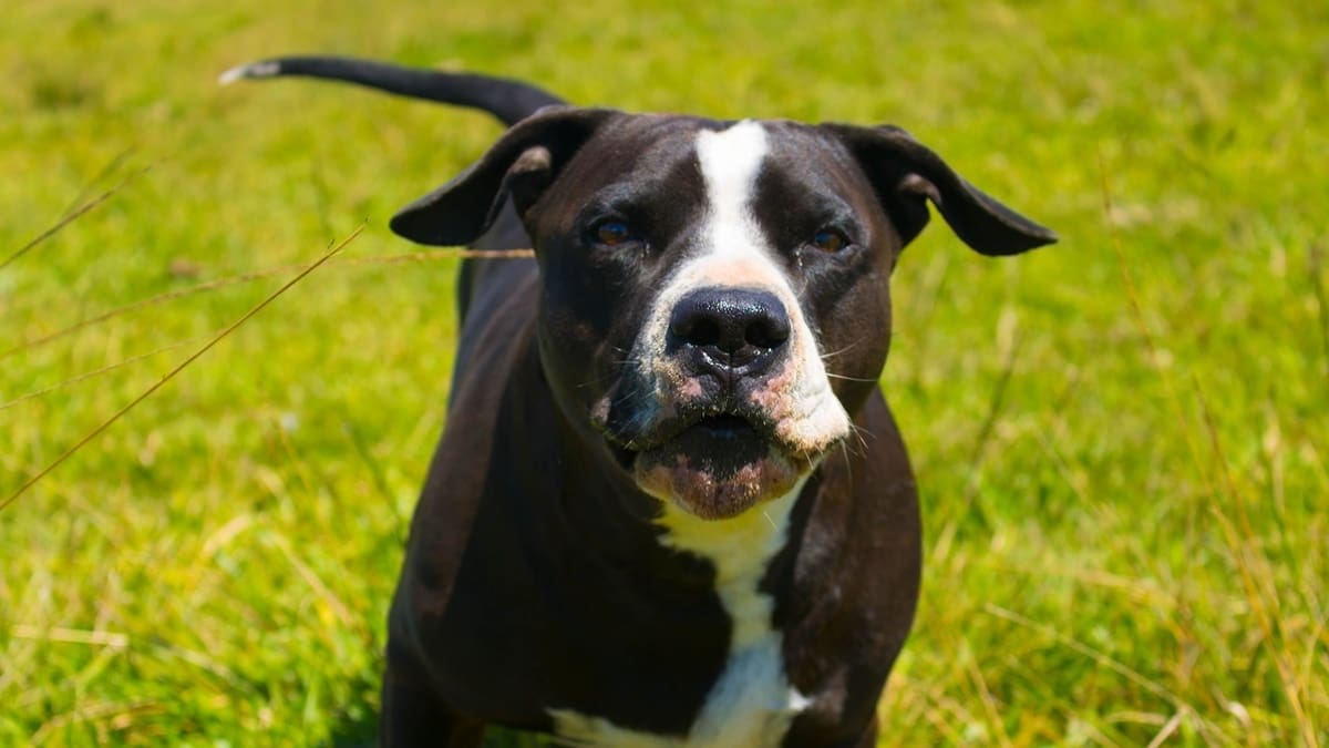 Madre murió de un infarto tras ver a un pitbull perseguir a su hijo de 5 años