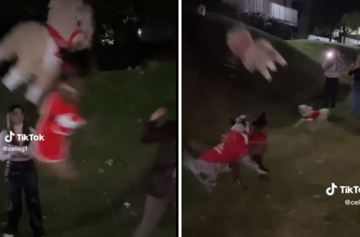 VIDEO| Perrita vestida de Santa Claus se avienta a la piñata y tira a una mujer, se vuelve viral