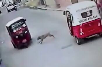 VIDEO | Perrito se vuelve viral al chocar con un mototaxi y no salir lastimado
