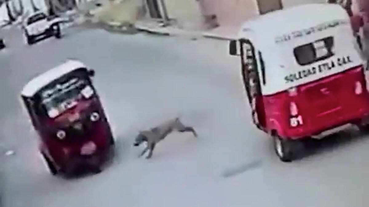 VIDEO | Perrito se vuelve viral al chocar con un mototaxi y no salir lastimado