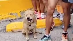 VIDEO | “Chicles”, el perrito que corrió una maratón y casi gana