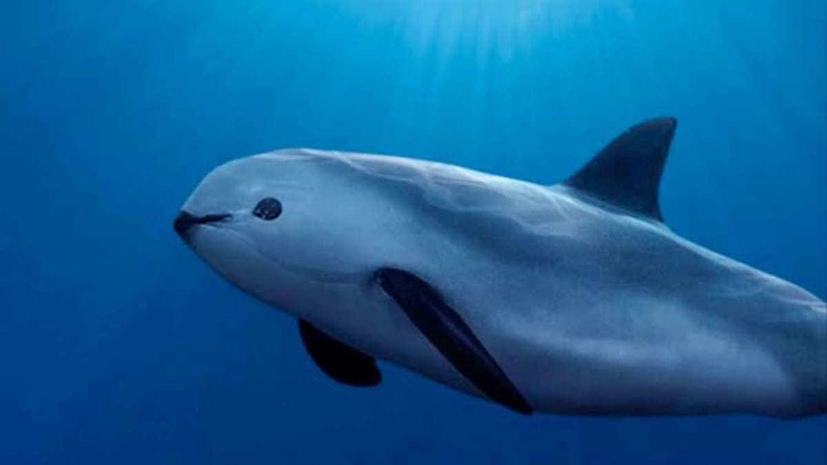 Vaquita marina fue abandonada por el gobierno mexicano, señalan expertos