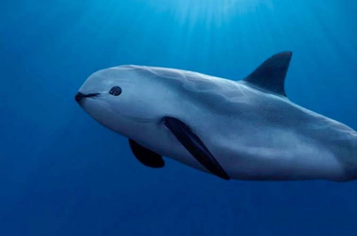 Vaquita marina fue abandonada por el gobierno mexicano, señalan expertos