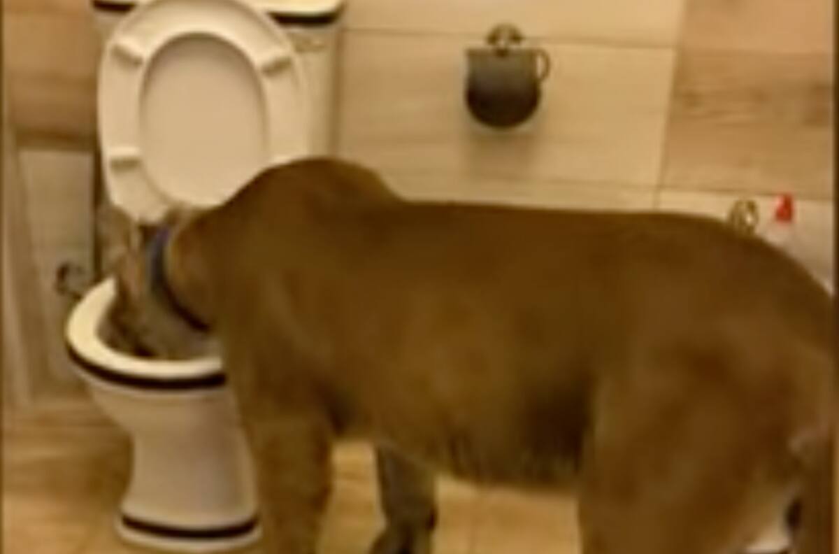Mujer encontró a su puma mascota bebiendo del inodoro