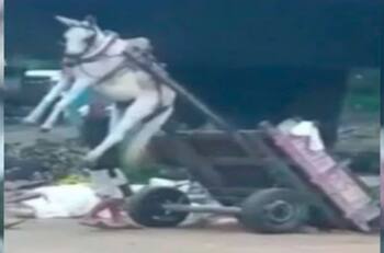 VIDEO: ¡Hombre descarga carreta con todo y burro amarrado!