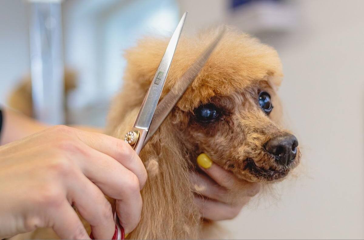 Estas razas de perros no se le debe de cortar el pelo en verano