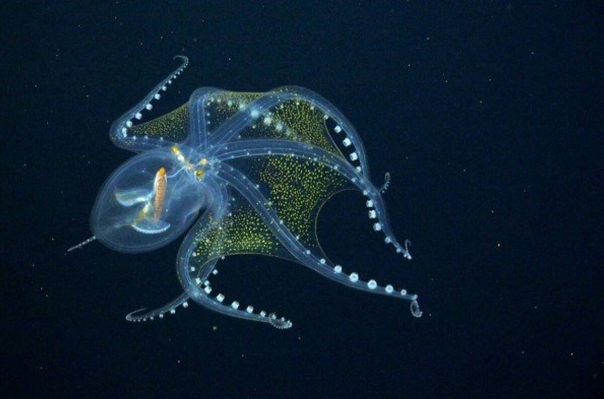 Conoce al pulpo de cristal, una nueva especie marina