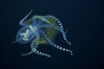 Conoce al pulpo de cristal, una nueva especie marina