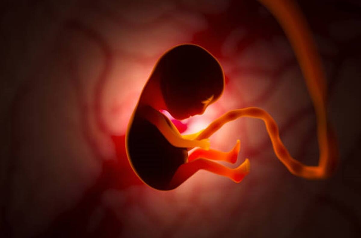 Crean útero artificial capaz gestar embriones humanos