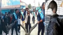 Acusan a alcalde de Perú de maltrato animal por atar y arrastrar a un cóndor andino
