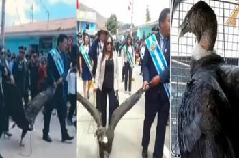 Acusan a alcalde de Perú de maltrato animal por atar y arrastrar a un cóndor andino