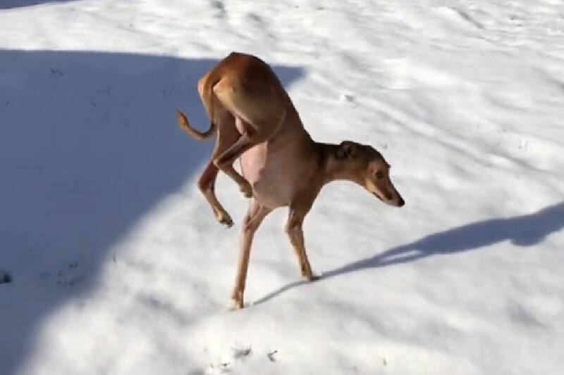 Perrito viral que camina a dos patas.