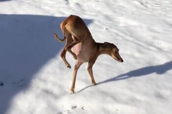 VIDEO | Perrito camina de peculiar forma porque odia la nieve y se hace viral
