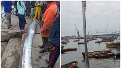 VIDEO | ¡Apareció el pez de los terremotos! Capturan a pez remo en Chile