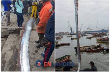 VIDEO | ¡Apareció el pez de los terremotos! Capturan a pez remo en Chile