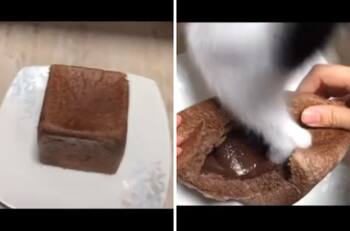 VIDEO| Gatito arruina brownie de su dueña y se viraliza