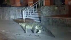VIDEO | Captan a cocodrilo de al menos 2 metros deambulando por las calles de Manzanillo