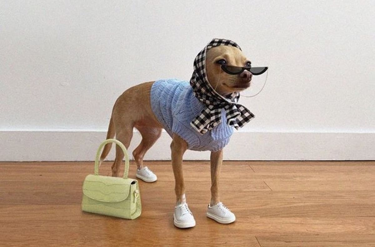 Día Mundial del Perro: Los mejores looks para vestir a tu perro este verano 2022