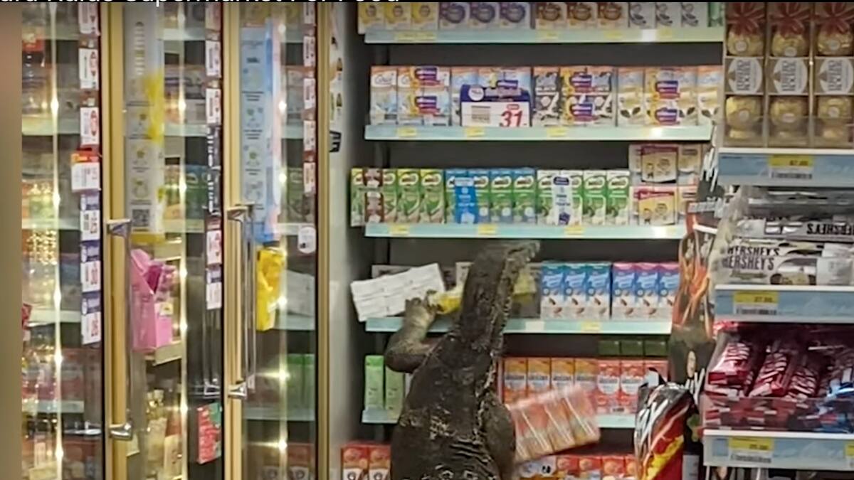 ¡Un excelente almuerzo!: Lagarto gigante causó conmoción cuando "saqueó" un supermercado en busca de comida