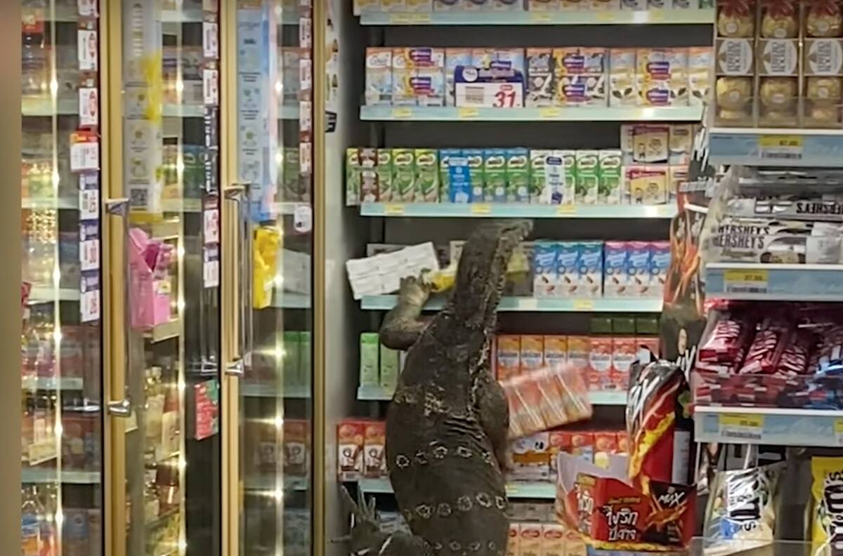 ¡Un excelente almuerzo!: Lagarto gigante causó conmoción cuando "saqueó" un supermercado en busca de comida