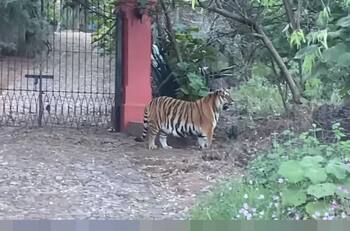 Video: Captan a tigre de bengala suelto en carretera de Jalisco