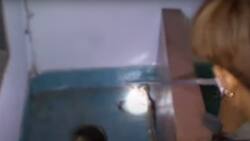 Cobras fueron sorprendidas apareándose bajo una cama en Tailandia: "silbidos" del amor las delataron