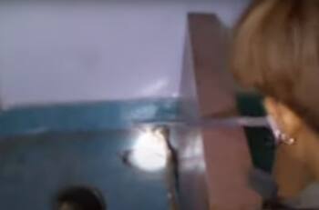 Cobras fueron sorprendidas apareándose bajo una cama en Tailandia: "silbidos" del amor las delataron