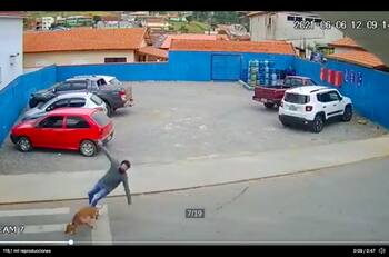 (Video) Perrito atropella de manera graciosa a un peatón